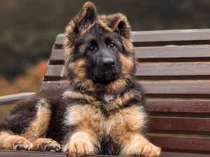 dog, Puppy, Bench, Long Haired German Shepherd
