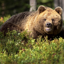 Plants, Brown bear, look