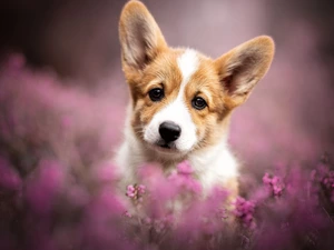 Puppy, heathers, The look, Welsh corgi pembroke