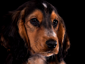 Cocker Spaniel, The look, Dark Background, muzzle