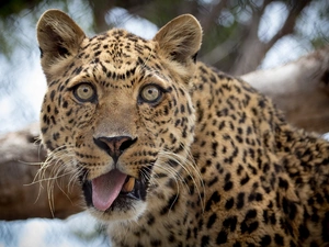 Tounge, Leopards, The look