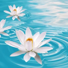 water-lily, beatyfull, Flowers