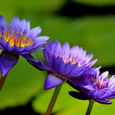 Flowers, water-lily