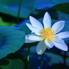 White, lotus, Leaf, Colourfull Flowers