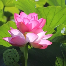 Flowers, lotuses, Leaf, Two cars