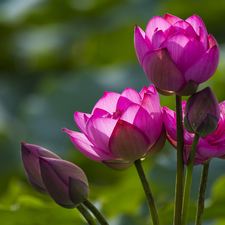lotuses, flourishing, Pink