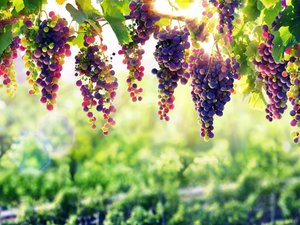 ligh, Grapes, flash, luminosity, sun, bunches