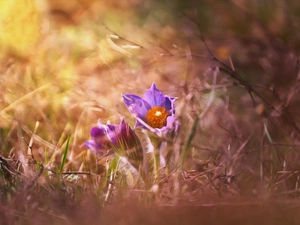 ligh, Flowers, flash, luminosity, sun, pasque