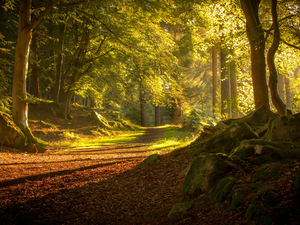 Way, forest, Przebijające, Stones, sun, Scotland, luminosity, viewes, trees, flash, ligh