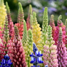 Lupin, Flowers, Coloured