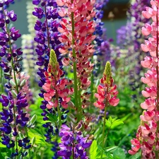 color, lupine