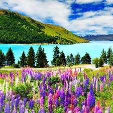 The Hills, color, lupine