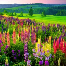 Meadow, lupine