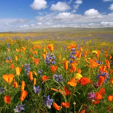 lupine, Meadow, papavers