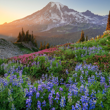 Flowers, Mount Rainier National Park, Meadow, lupine, Washington State, The United States, mountains, Mount Rainier Peak, rays of the Sun