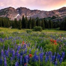 viewes, Mountains, Flowers, lupine, Meadow, trees