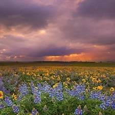 west, Nice sunflowers, lupine, sun