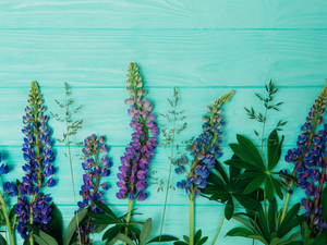 green ones, boarding, lupins, Leaf, color