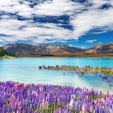 Mountains, flourishing, lupins, lake