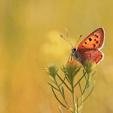 Colourfull Flowers, butterfly, Lycaena