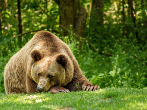 lying, Brown bear