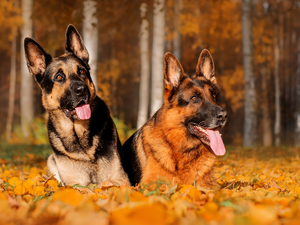 German Shepherds, Leaf, lying, Dogs, Two cars
