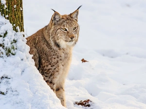 Lynx, winter, gazing
