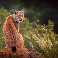 ginger, Rocks, grass, Lynx