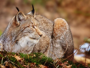Lynx, grass