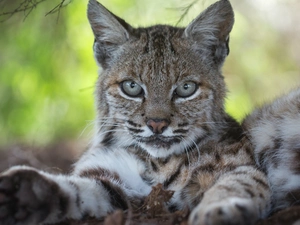 Lynx, young, lying