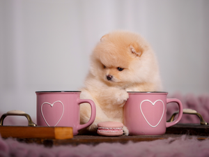 Pink, Puppy, cook, dog, Toy Spitz, cups, Macaroon