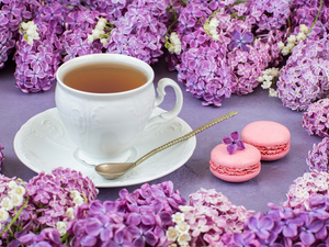 saucer, teaspoon, Twigs, Cookies, without, tea, cup, Macaroons