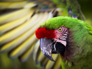 Bird, parrot, Military Macaw