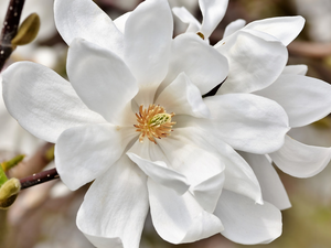 Magnolia, White, Blossoming