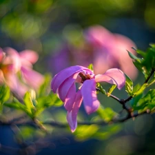 branch, Magnolia, blurry background, Flowers