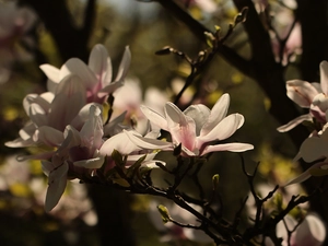 Bush, Pink, Flowers, Magnolia