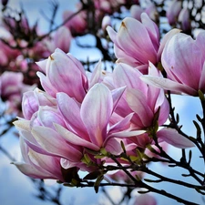 Magnolia, Bush, Flowers