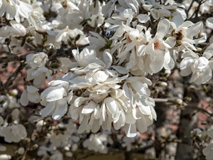 Flowers, White, Flowers, Magnolia