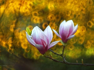Pink, Flowers, Bush, Magnolia
