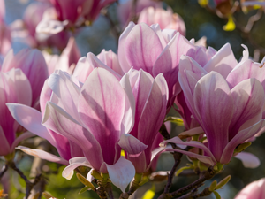 Twigs, Pink, Flowers, Magnolia