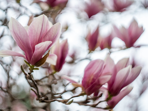 branch pics, Flowers, Magnolias, pale pink