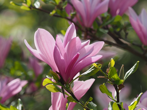 Pink, Leaf, rapprochement, Magnolias