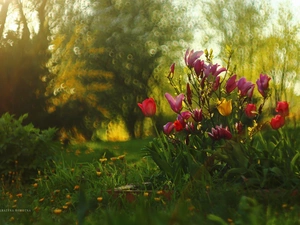 Tulips, Flowers, Spring, Magnolias