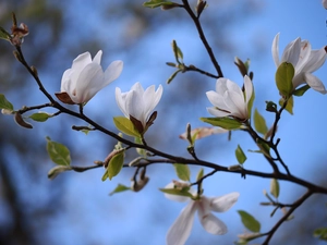 White, Flowers, trees, Magnolias