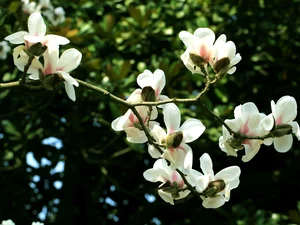 Magnolii, Flowers, white