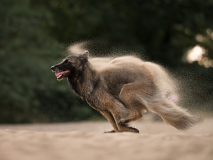 running, Belgian Shepherd Malinois, Sand, dog