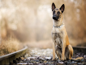 ##, dog, fuzzy, Plants, Stones, Belgian Shepherd Malinois