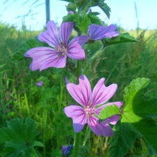 mallow, purple, Flowers