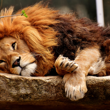 lying, mane, The look, Lion