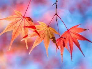 Autumn, Leaf, color, maple